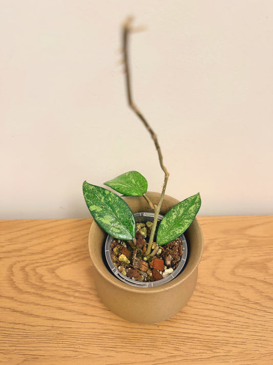 Hoya Incencis Splash (B)