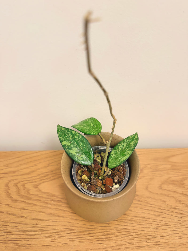 Hoya Incencis Splash (B)