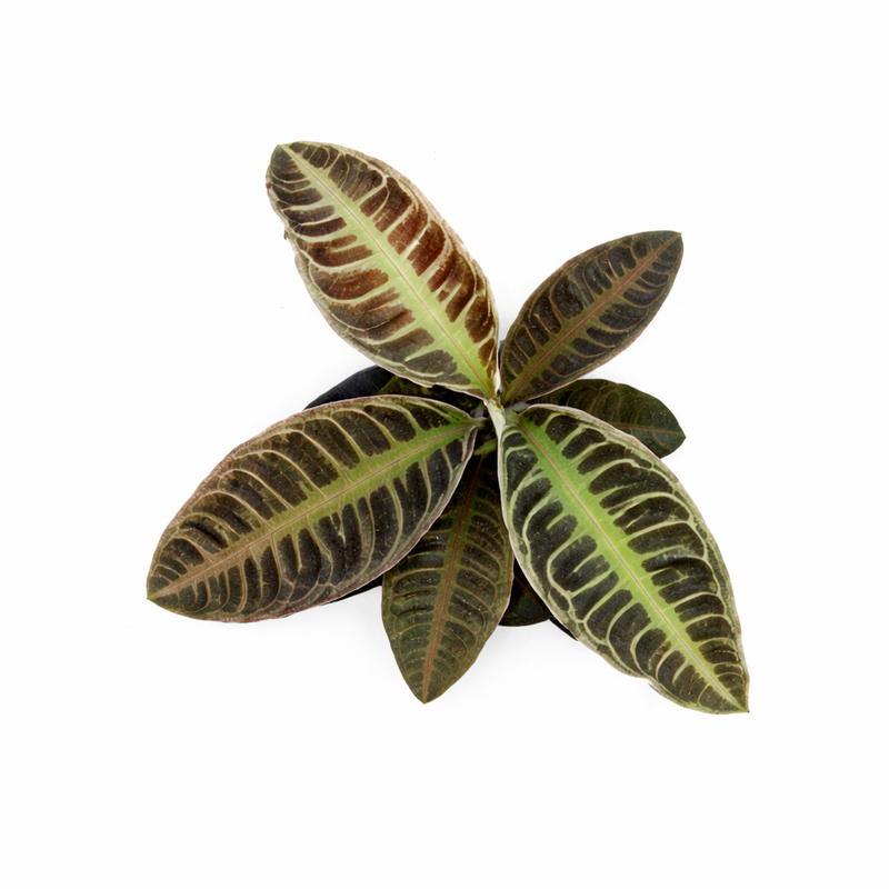 Labisia sp. Riau ‘Fishbone’