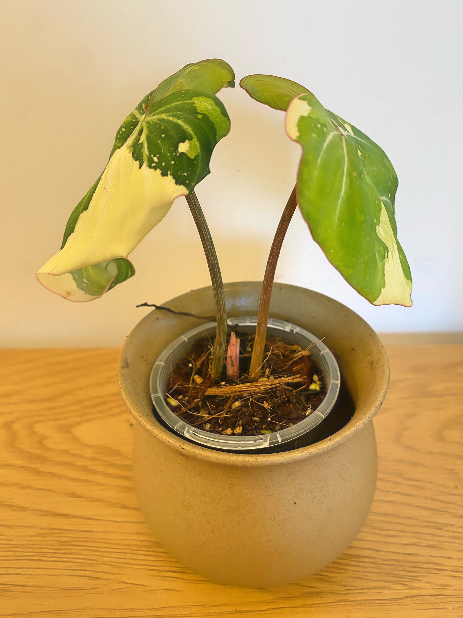 Philodendron Gloriosum Variegated (A)