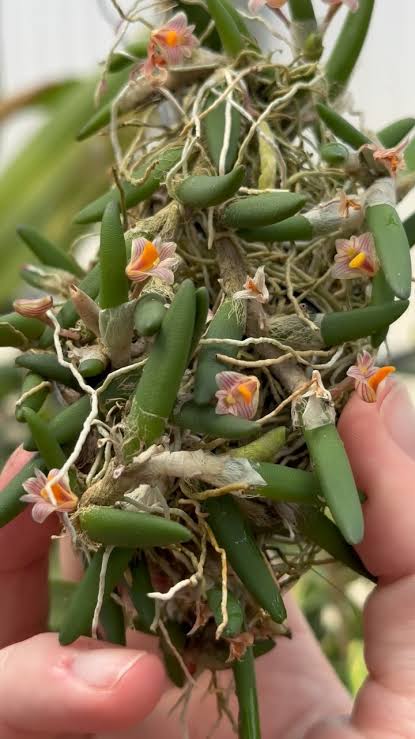 Dendrobium Lichenastrum