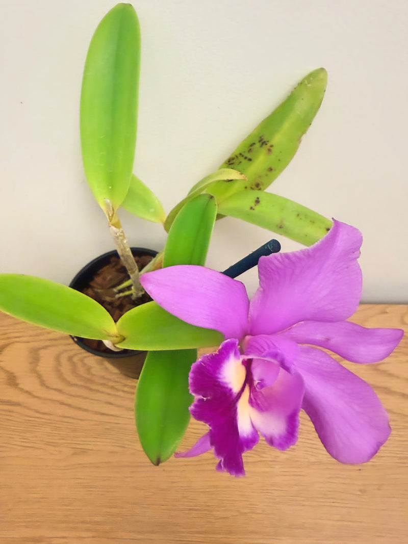 Laeliocattleya Field Goal