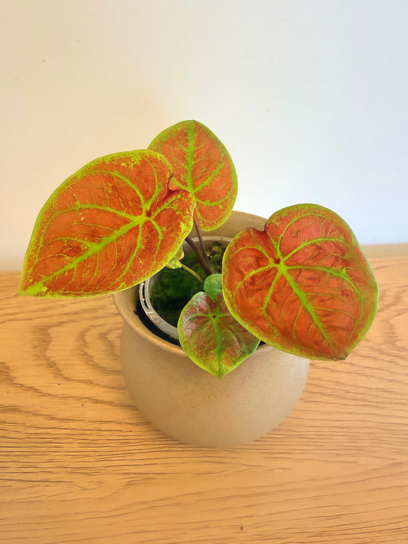 Caladium New Wave