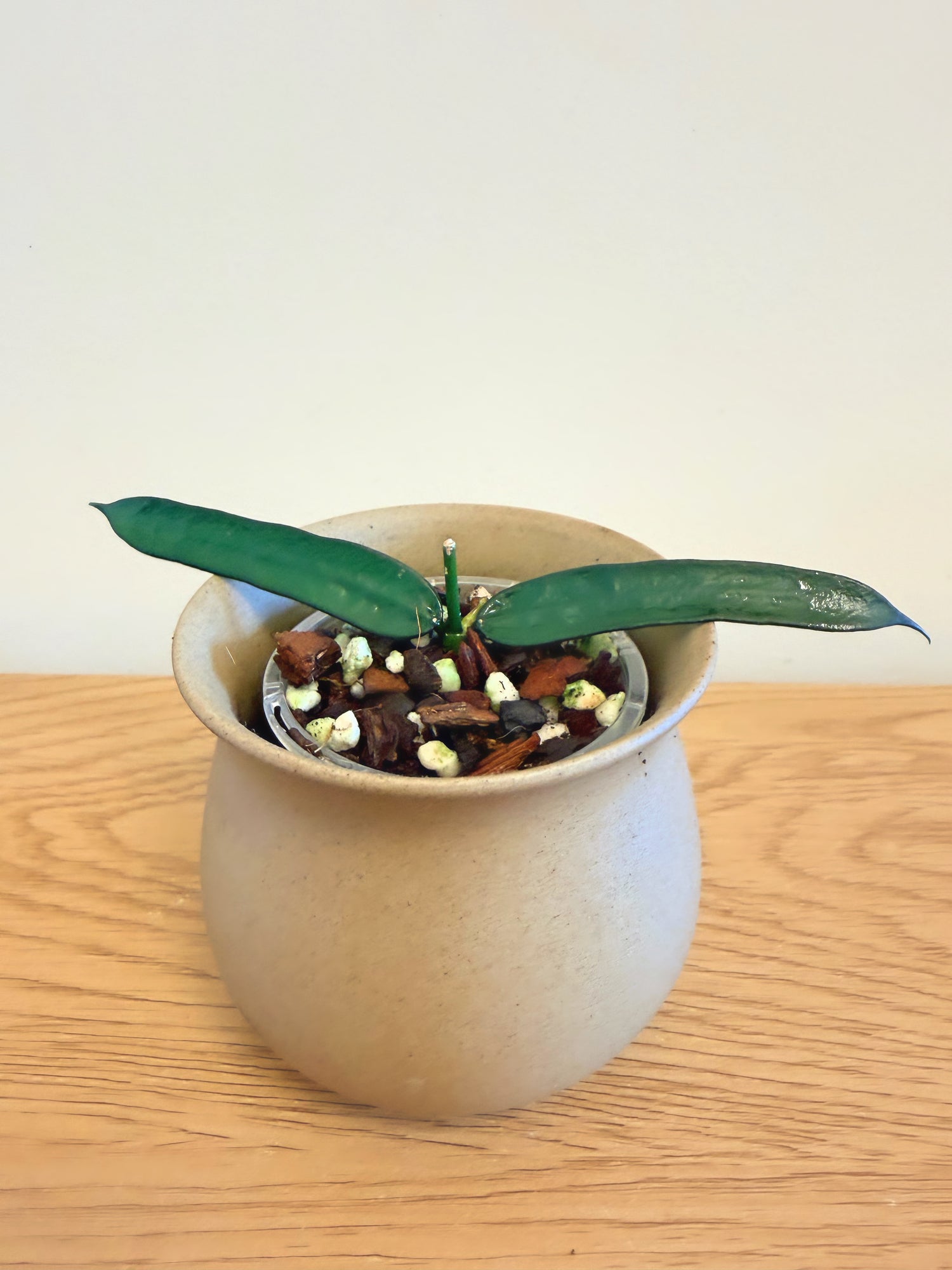 Hoya Pandurata