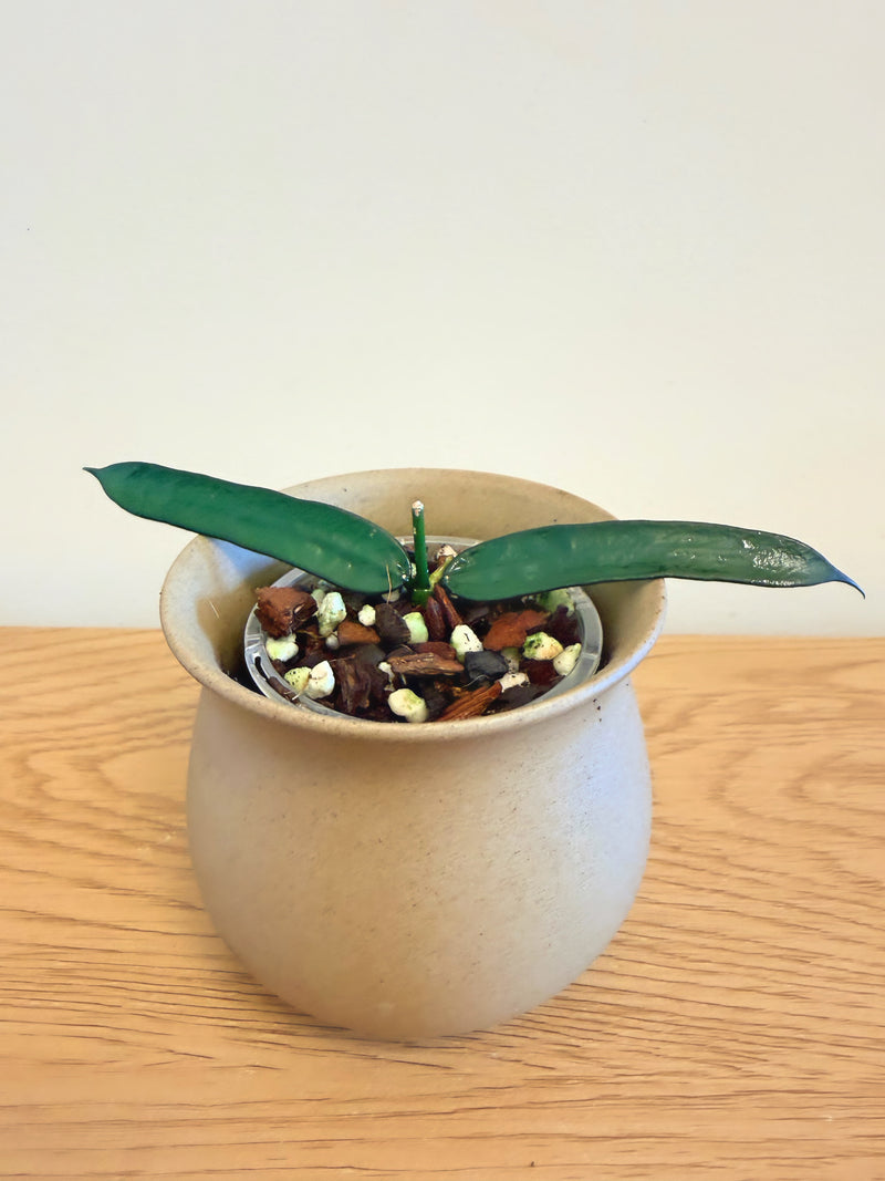 Hoya Pandurata