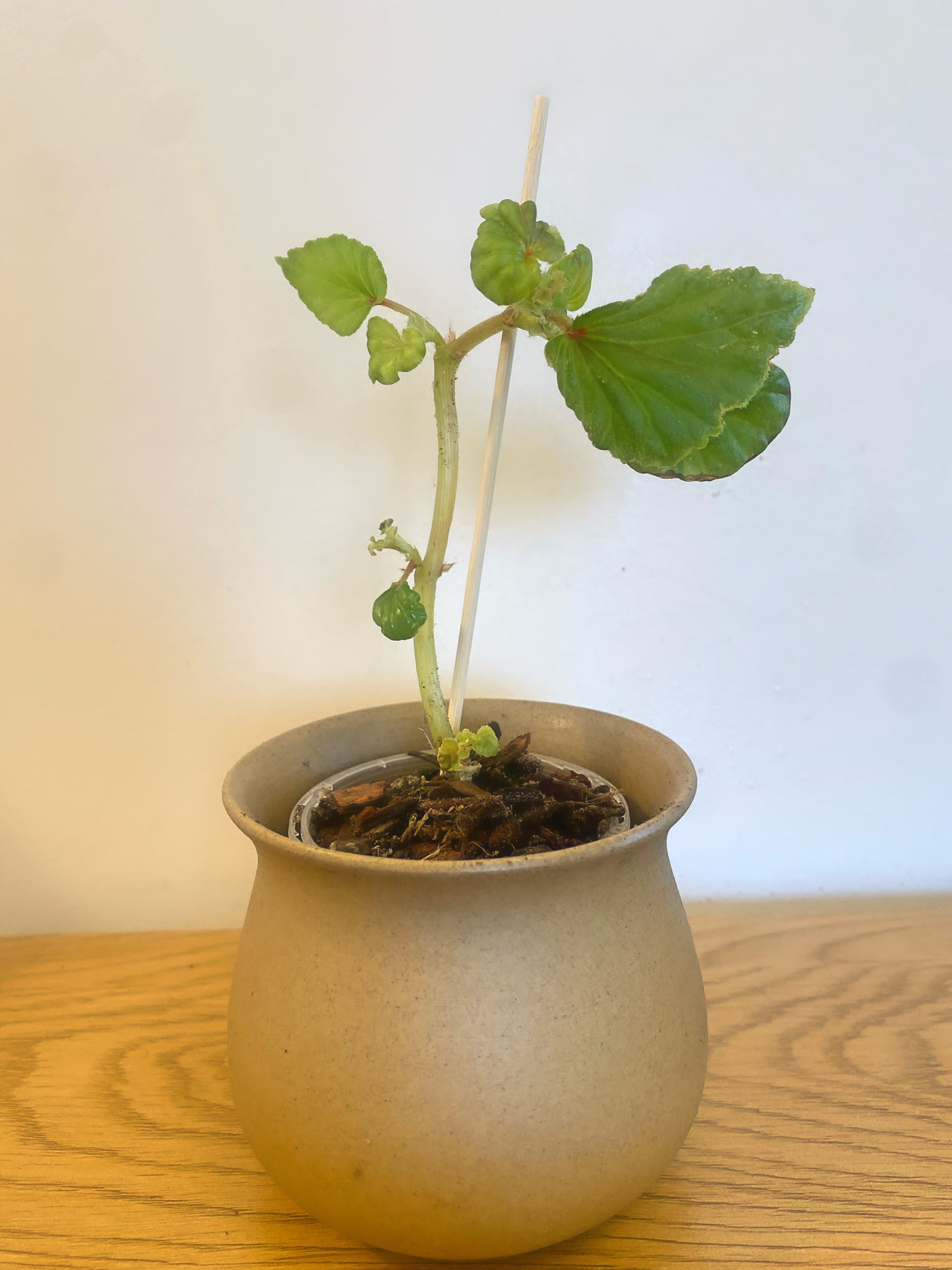 Begonia Rubropilosa