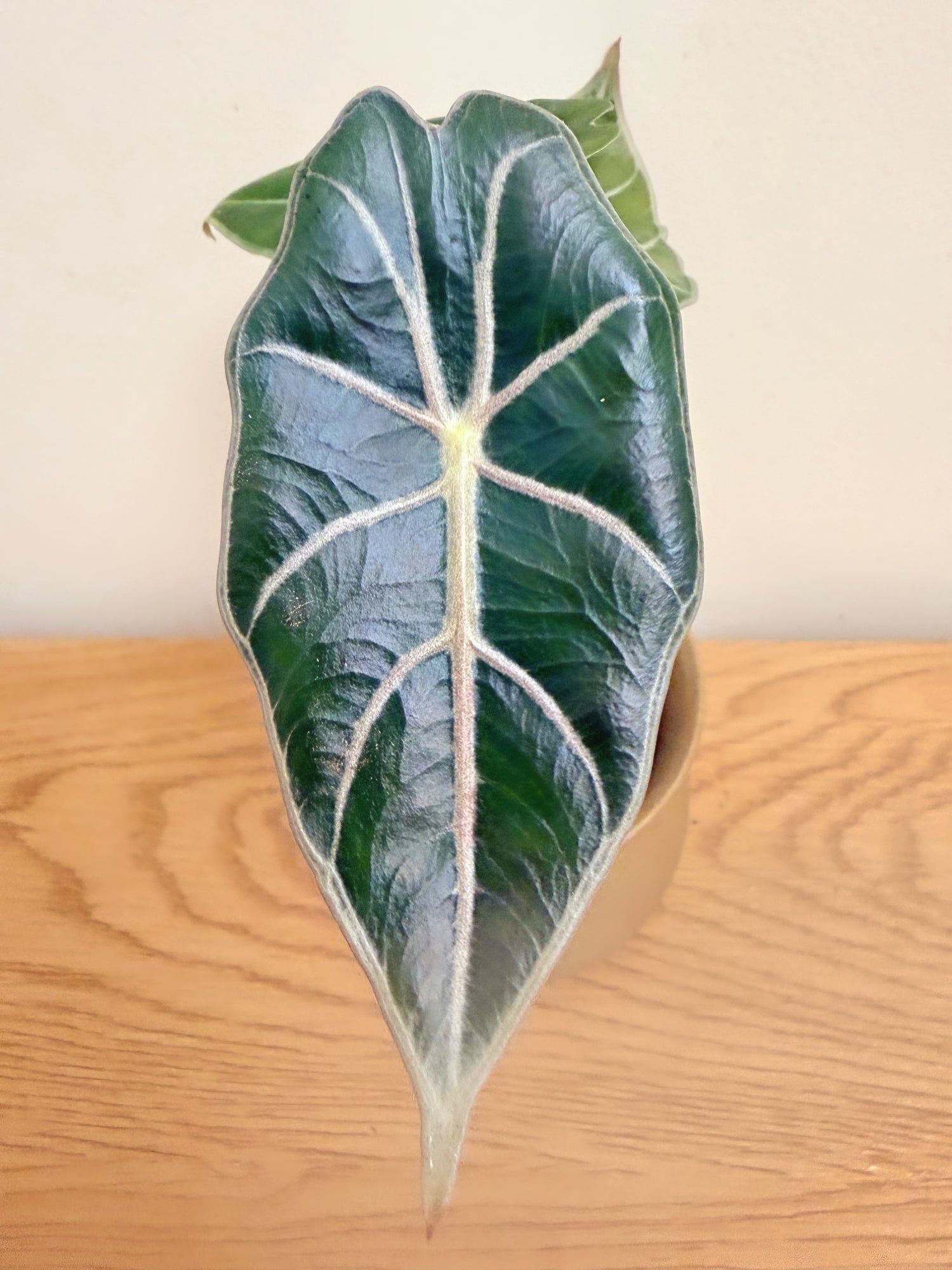 Alocasia Longiloba ‘Purple Vein’