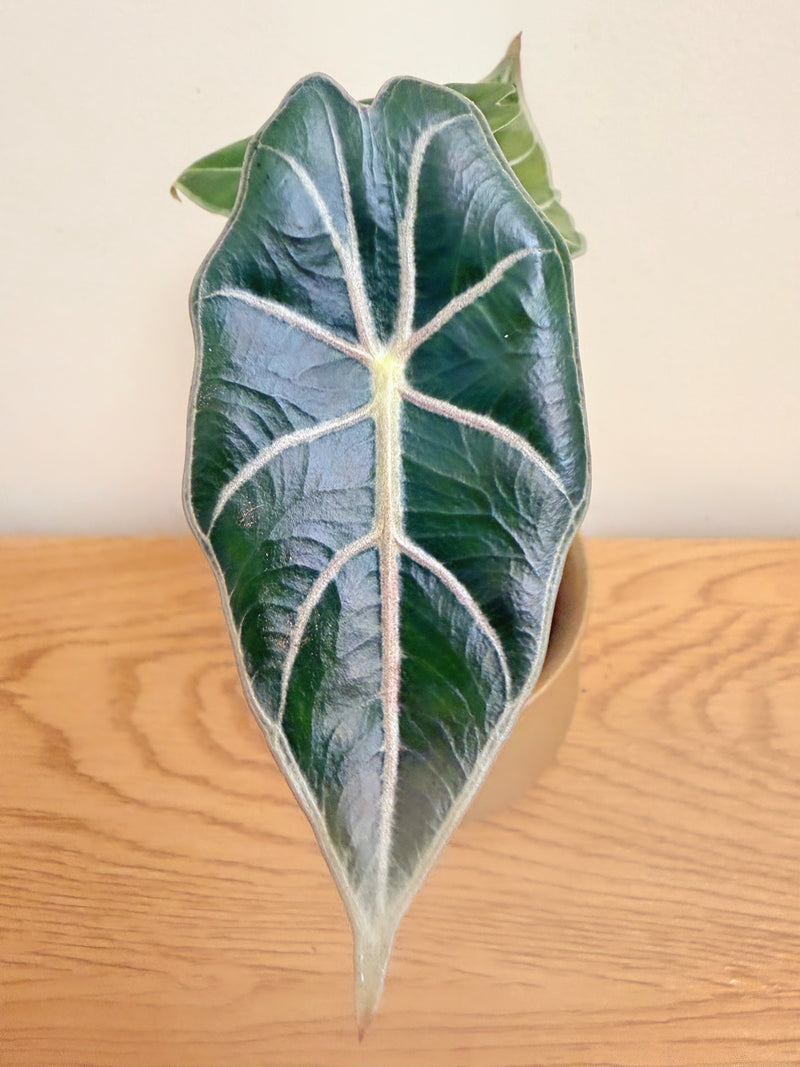 Alocasia Longiloba ‘Purple Vein’