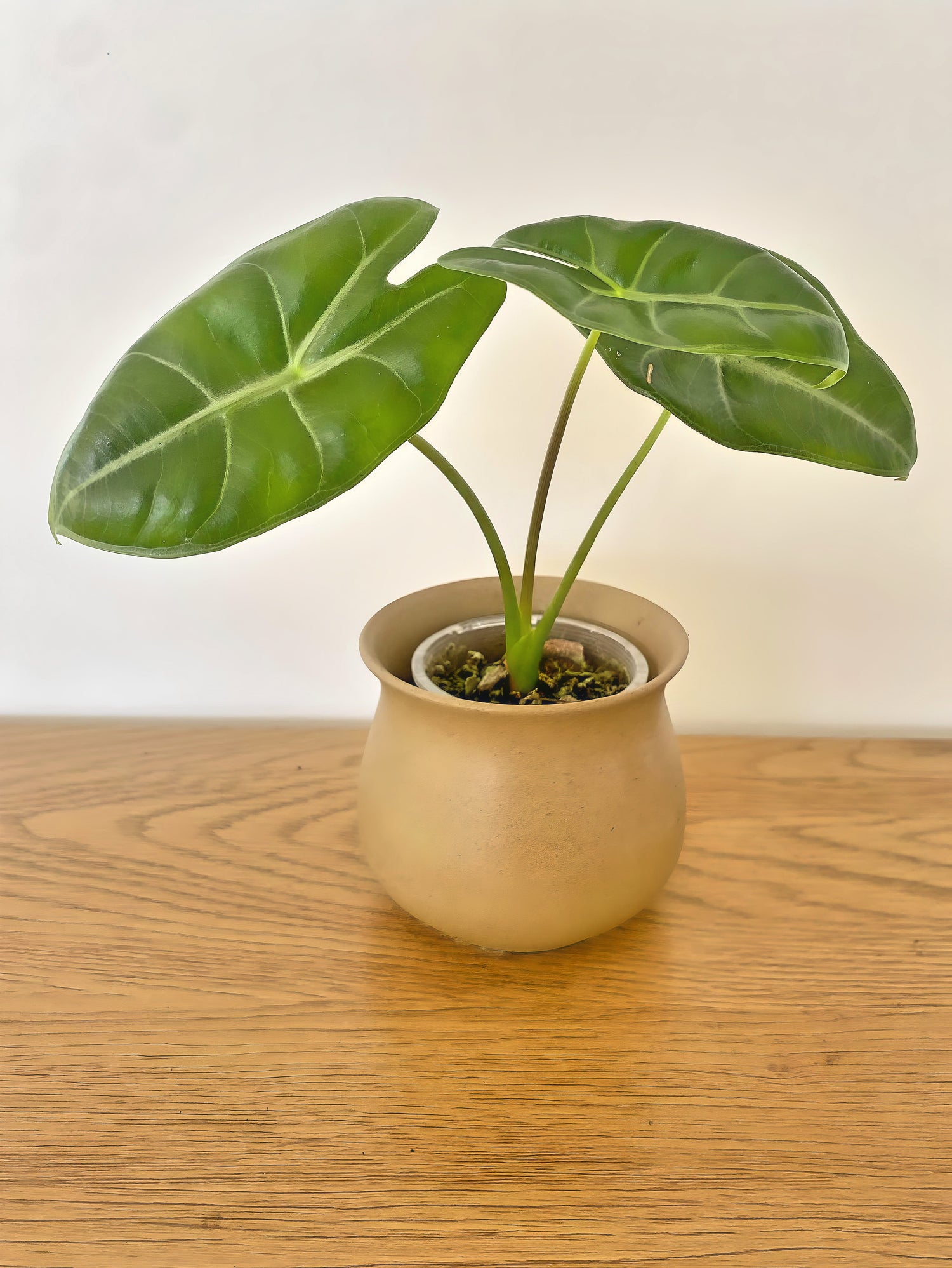 Alocasia Longiloba