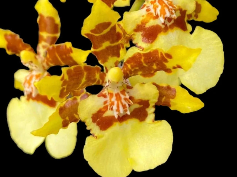 Oncidium Yuan Nan Fragrant #2