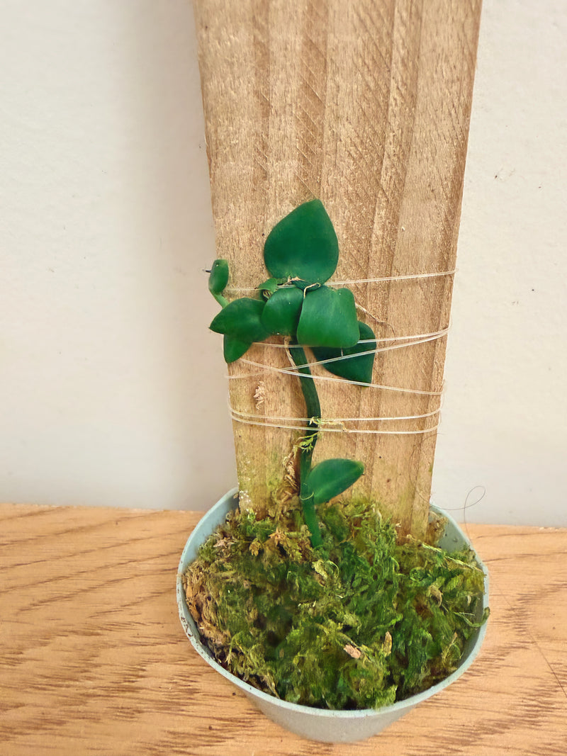Rhaphidophora Hayi