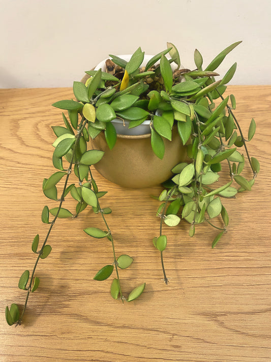Hoya Picta