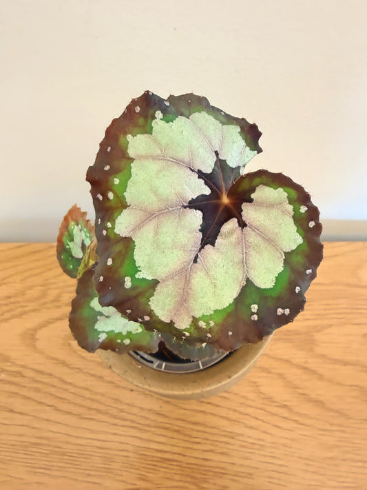 Begonia Dolce Vita