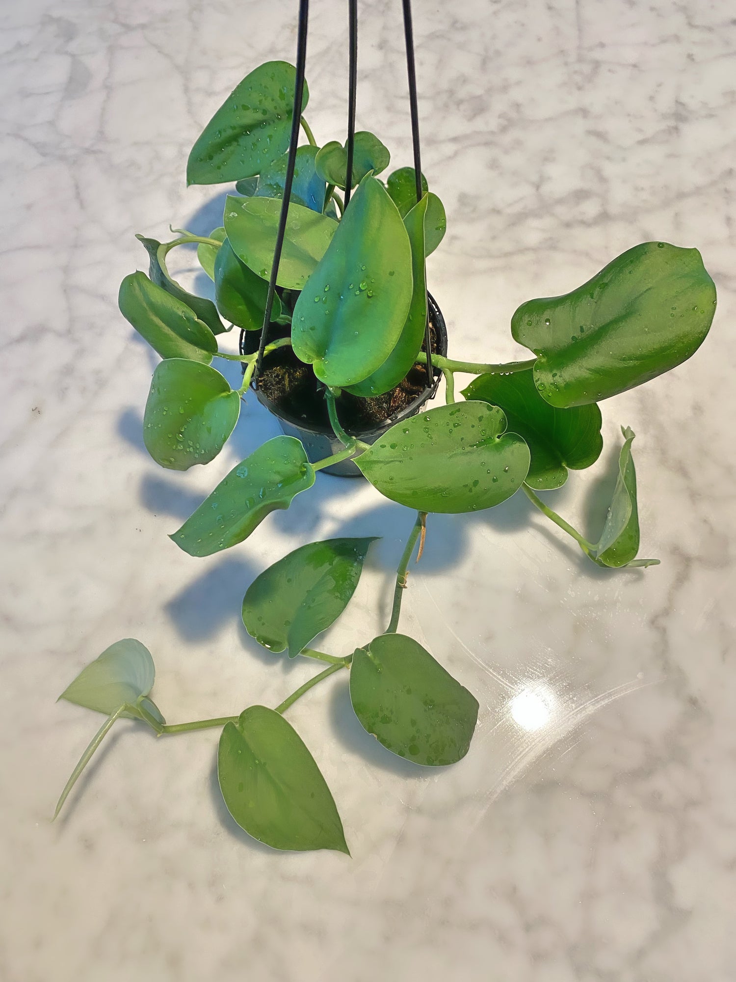 Scindapsus Jade Satin