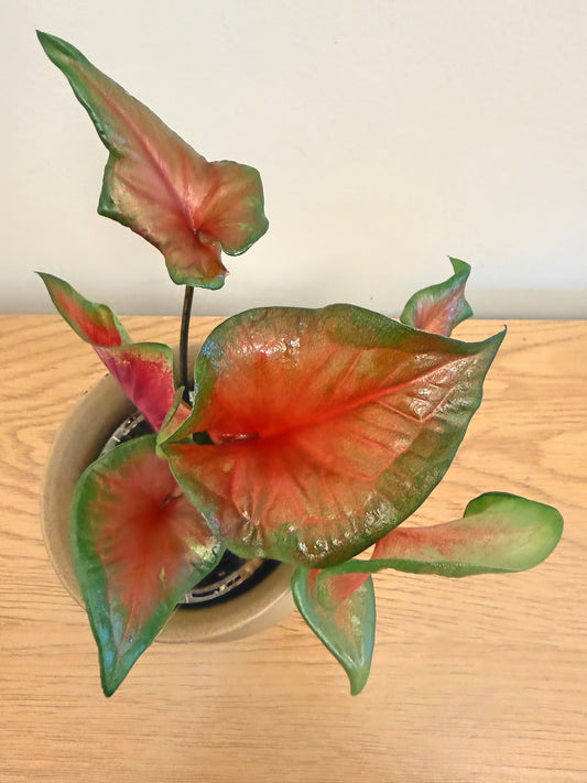 Caladium Exotic Dancer