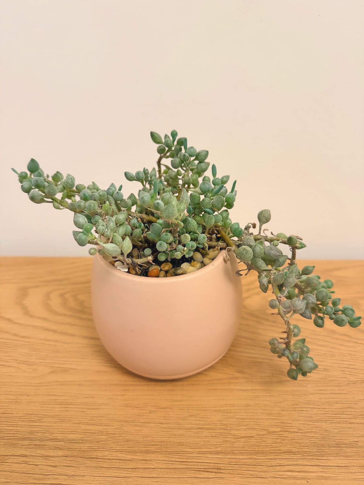 Senecio Citriformis (String of Tears)