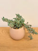 Senecio Citriformis (String of Tears)