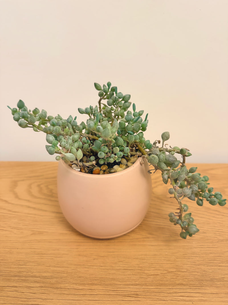 Senecio Citriformis (String of Tears)