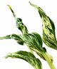 Epipremnum Teruno Love Song