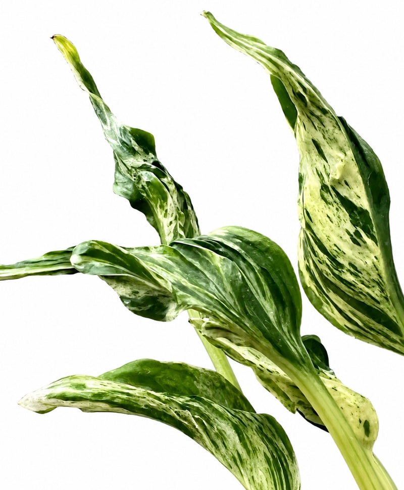 Epipremnum Teruno Love Song