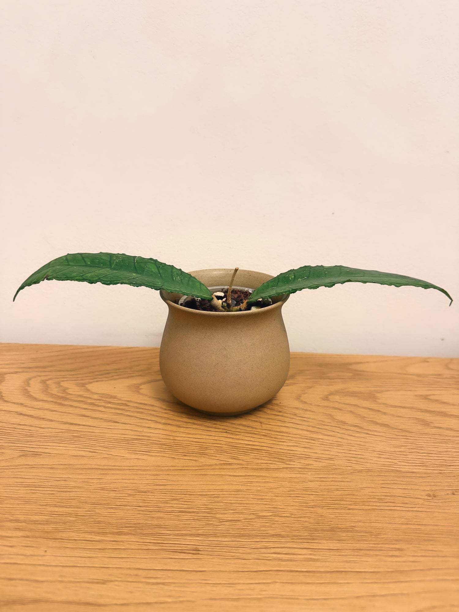 Hoya Finlaysonii Long Leaf(A)