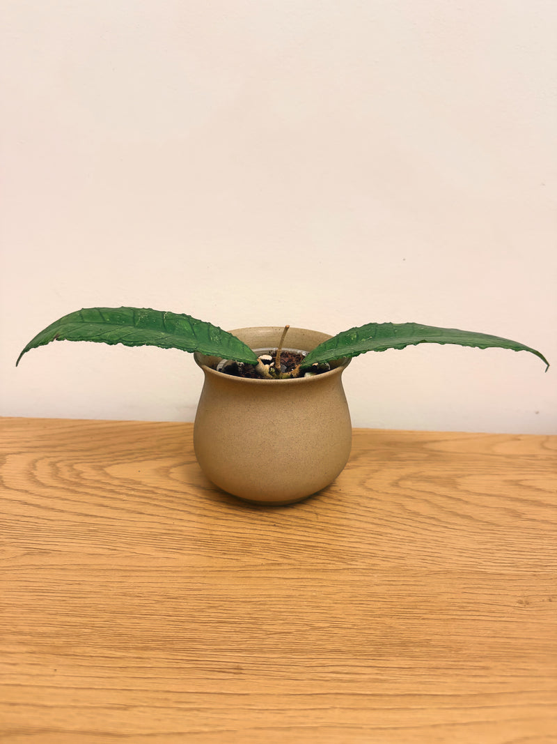 Hoya Finlaysonii Long Leaf(A)