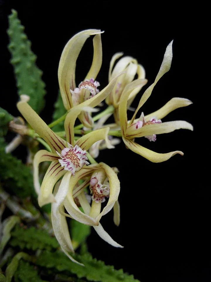 Dendrobium Cucumerinum