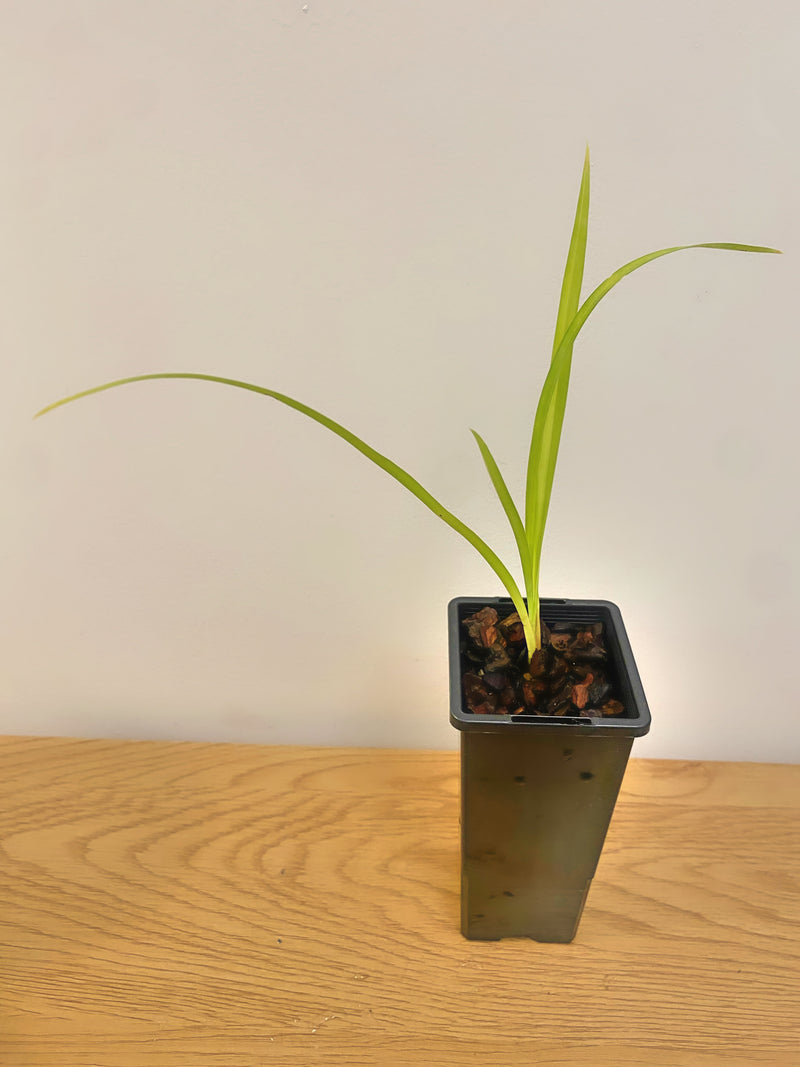 Cymbidium Miss Saigon ‘Yamato’