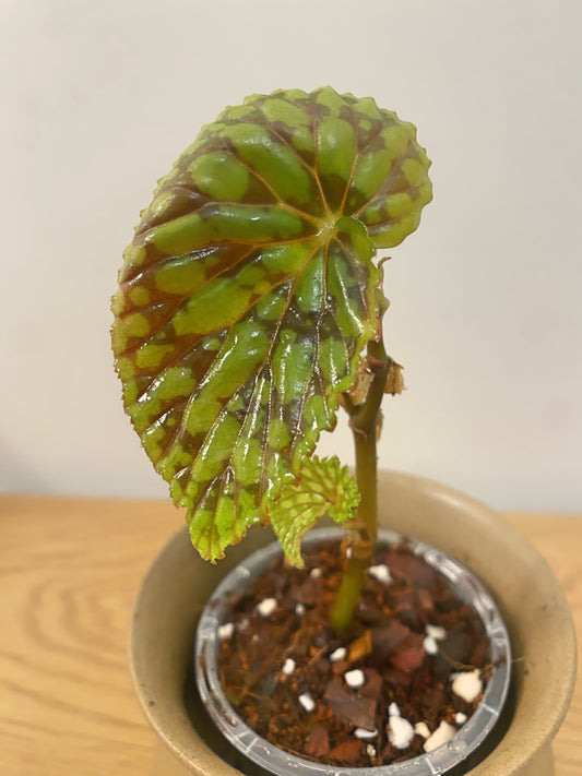 Begonia Chlorosticta