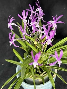 Vanda Falcata ‘Red Jewel’