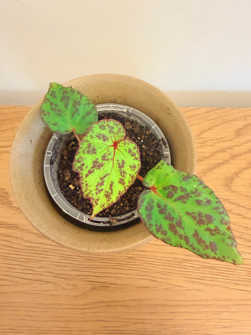 Begonia sp. Sumatra Utara