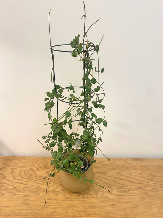 Hoya Tengchongensis