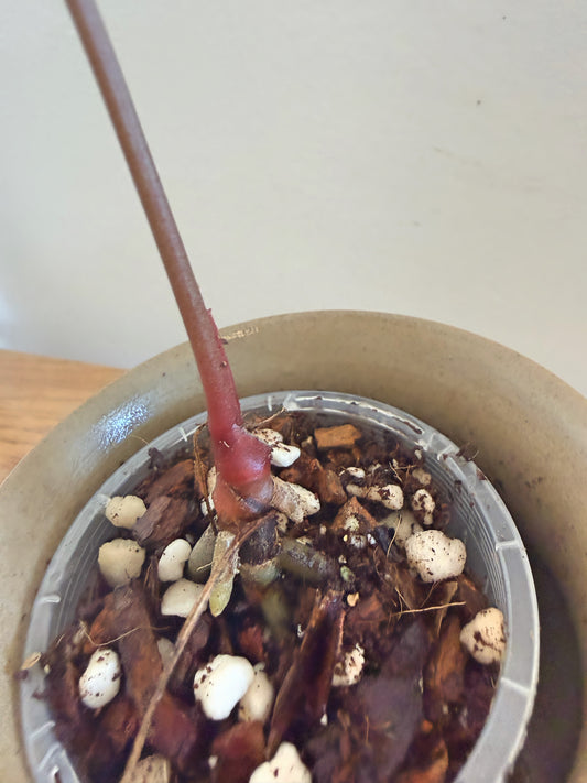 Anthurium AOS (F2) (A)