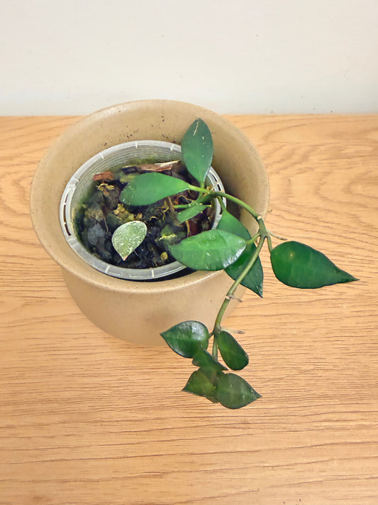 Hoya Lacunosa
