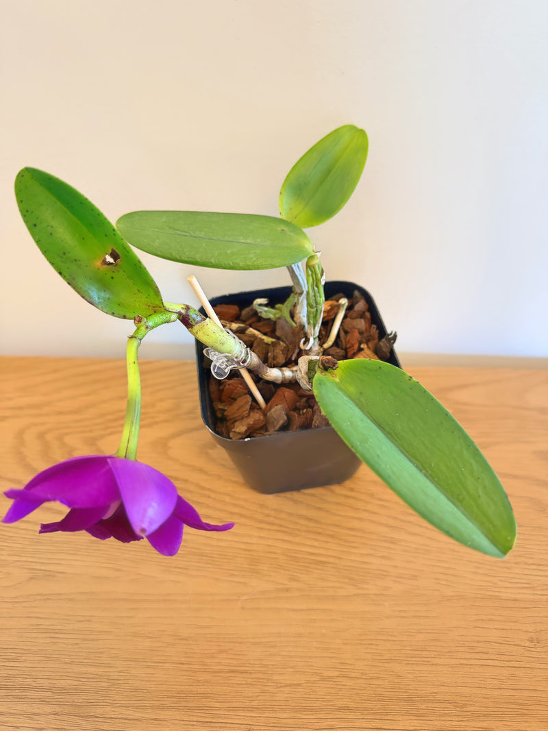 Lc. Mini Purple ‘Princess Road’ x (Lc. Mini Purple x Lc. Mem Robert Strait)
