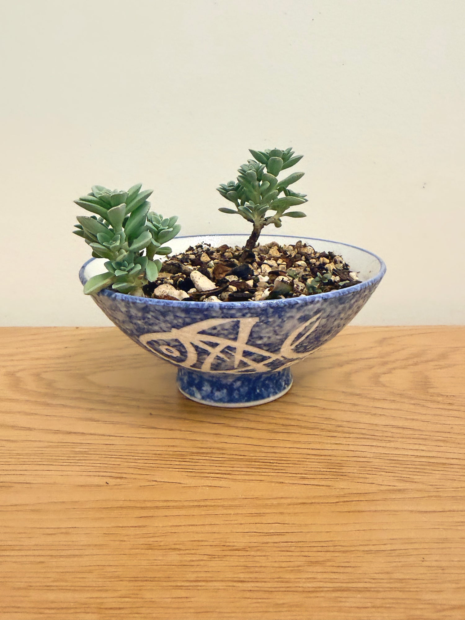 Bonsai Bowl
