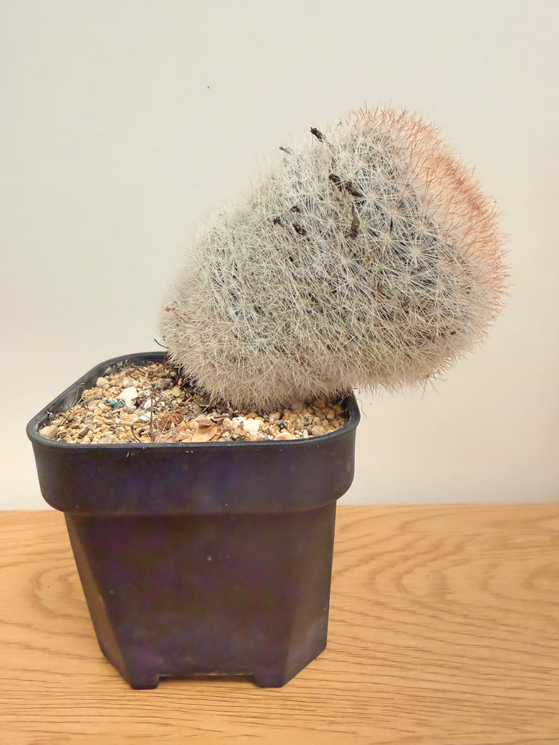 Mammillaria Bocasana