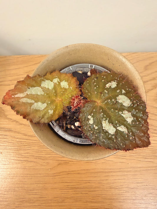 Begonia Longiciliata ‘Silver Queen’
