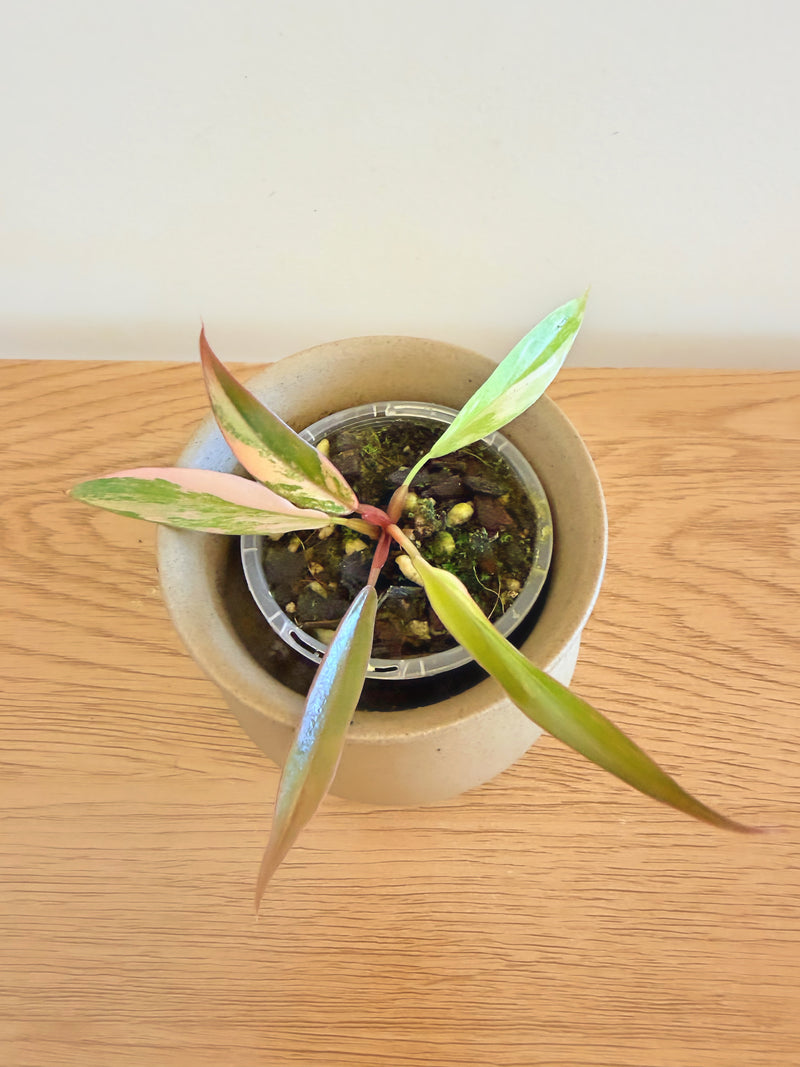 Philodendron Caramel Marble (A)