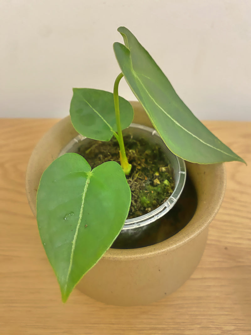 Anthurium Forgetii x Queen Of Hearts