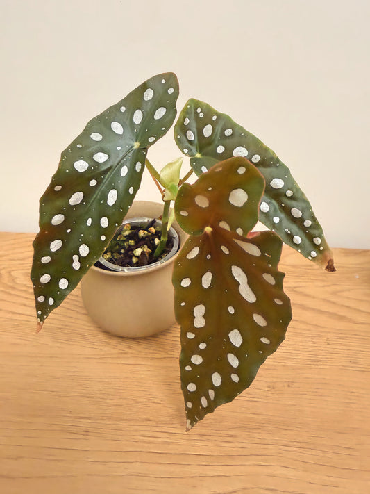 Begonia Maculata