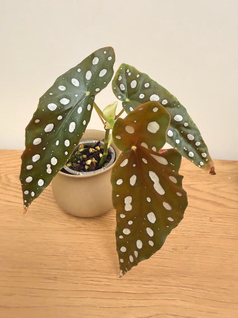 Begonia Maculata