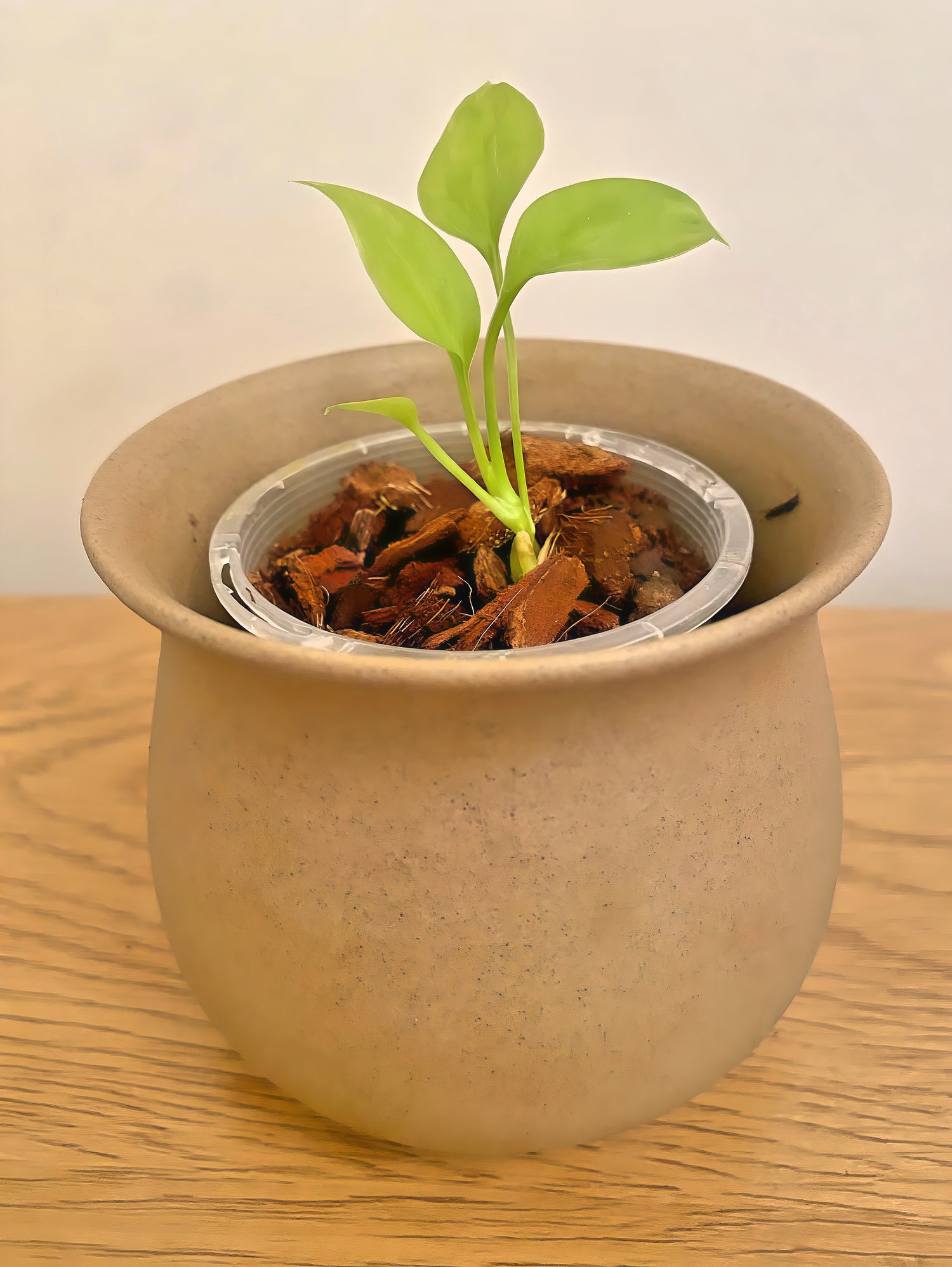 Anthurium Vittarifolium