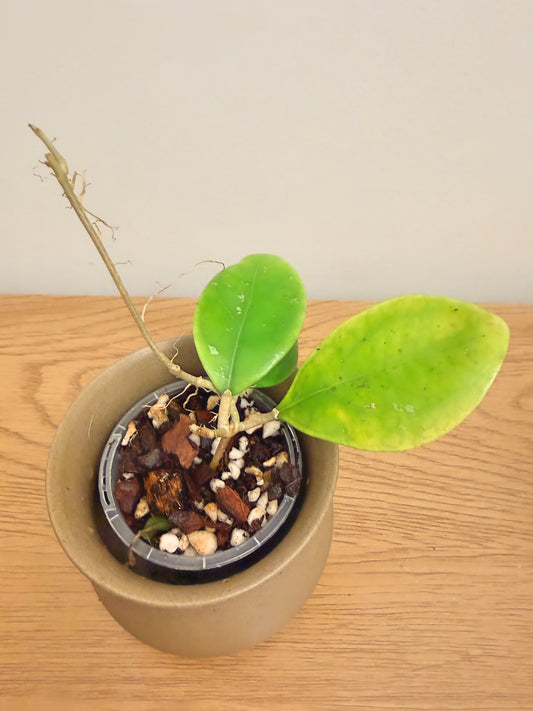 Hoya Rintzii Borneo
