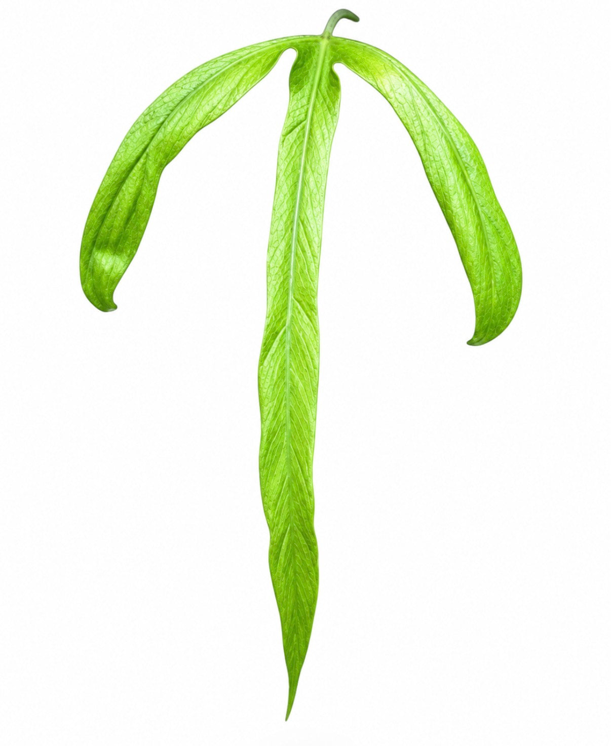 Philodendron Holtonianum