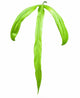 Philodendron Holtonianum
