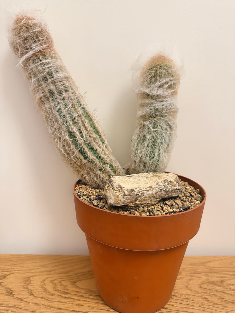 Espostoa Lanata
