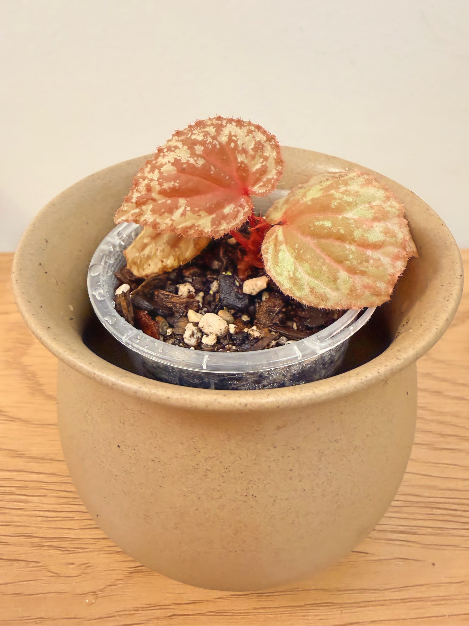 Begonia sp. aff Mendumiae