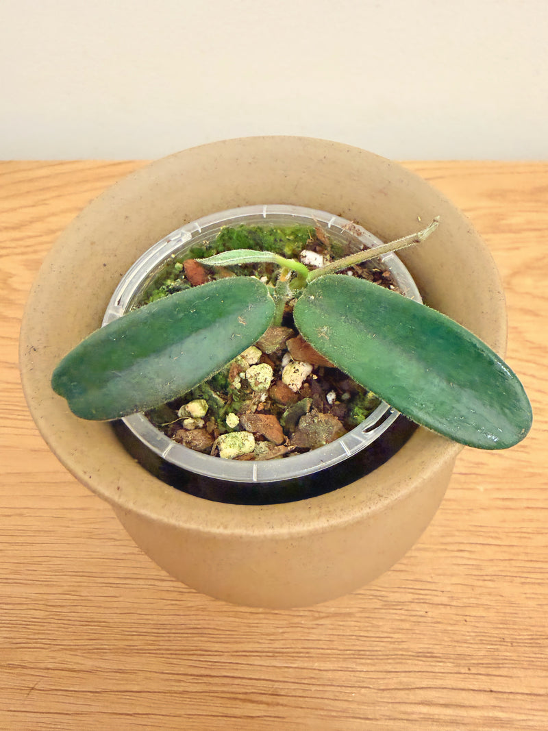 Hoya Lyi Big Leaf (B)