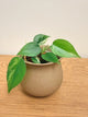 Philodendron Heartleaf Variegated